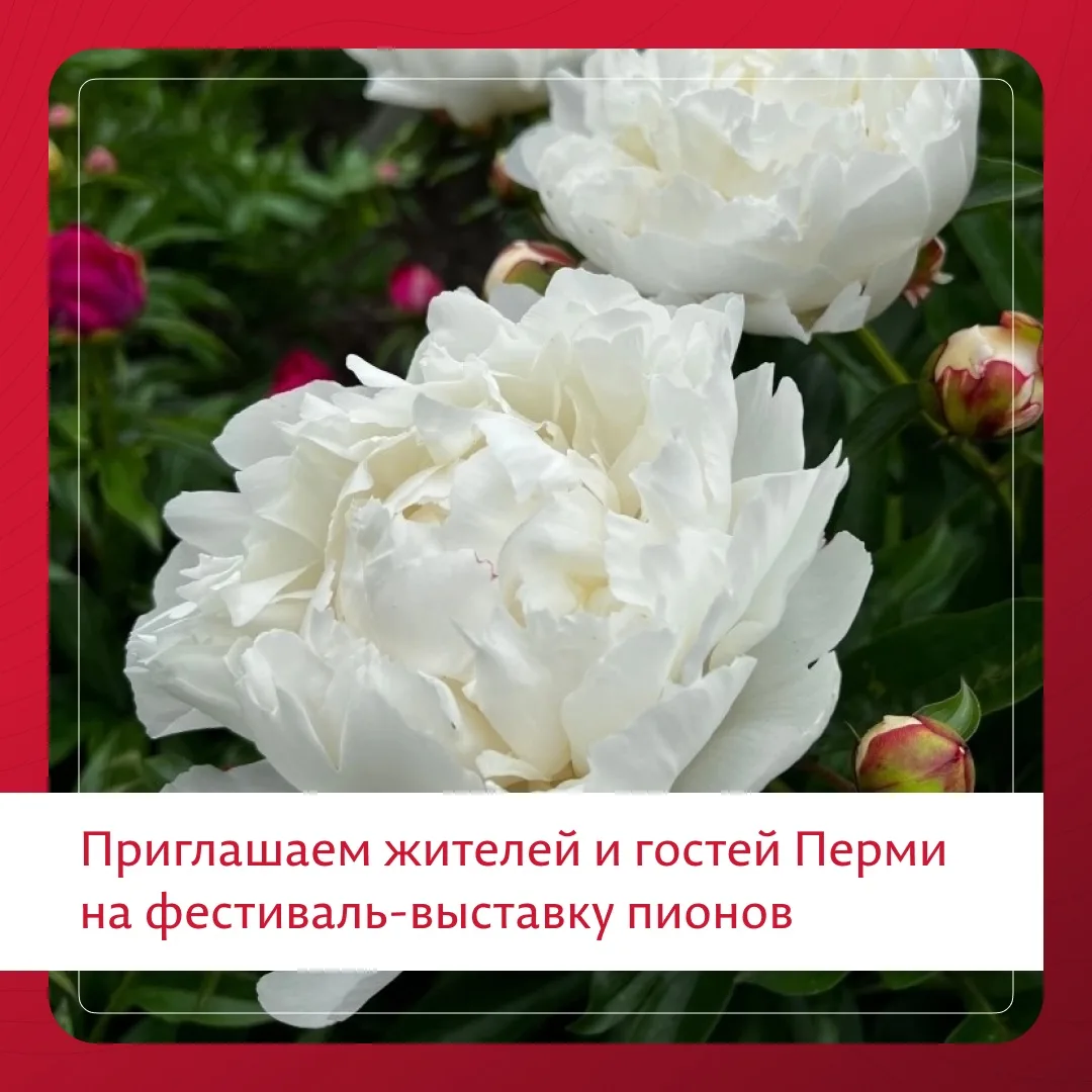 🤩 В ПГНИУ впервые пройдёт фестиваль-выставка пионов 

16-17 июня | 16:00–20:00 | Кампус ПГНИУ

Бота