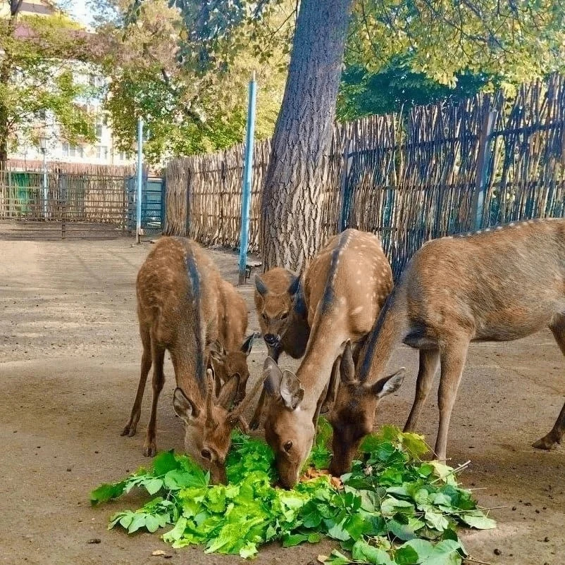 🥕 Саранский зоопарк принимает в дар урожай!