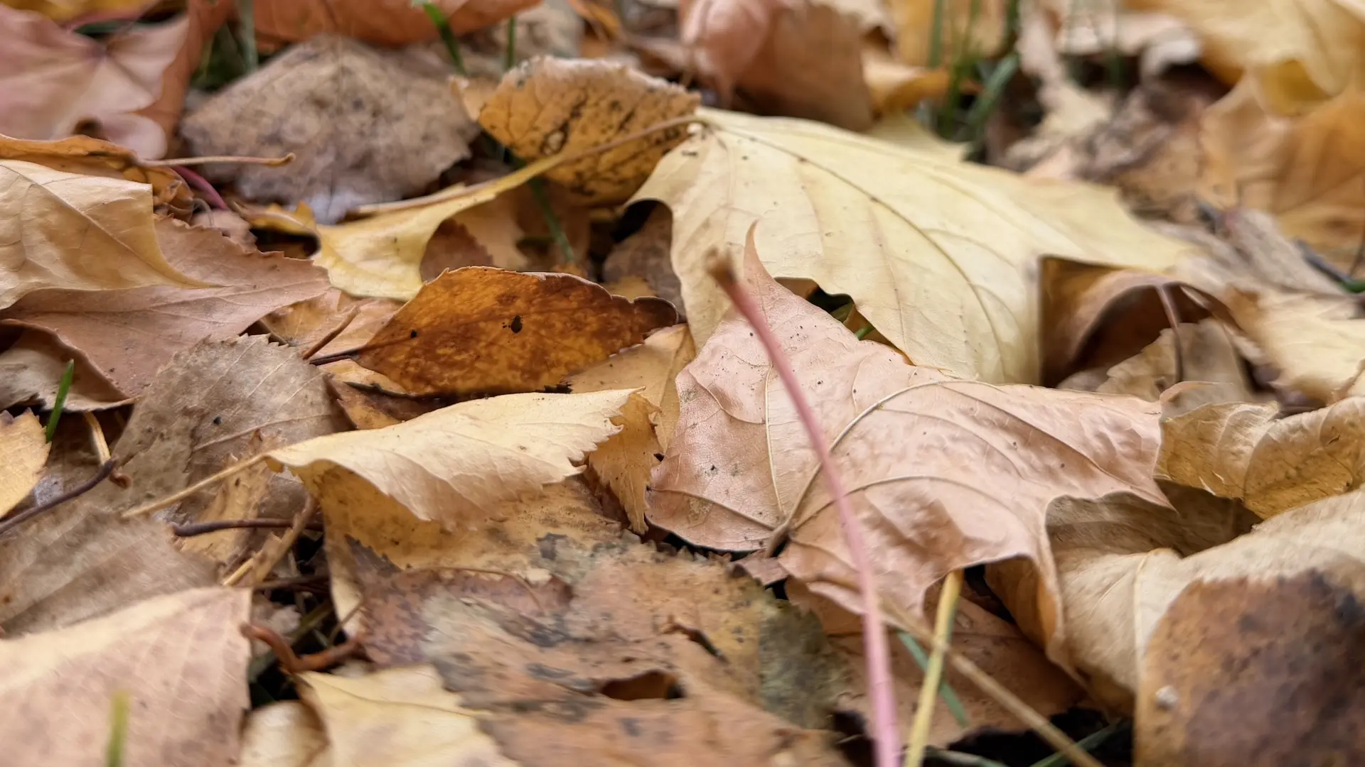 🍂 Доброе утро, Луховицы!