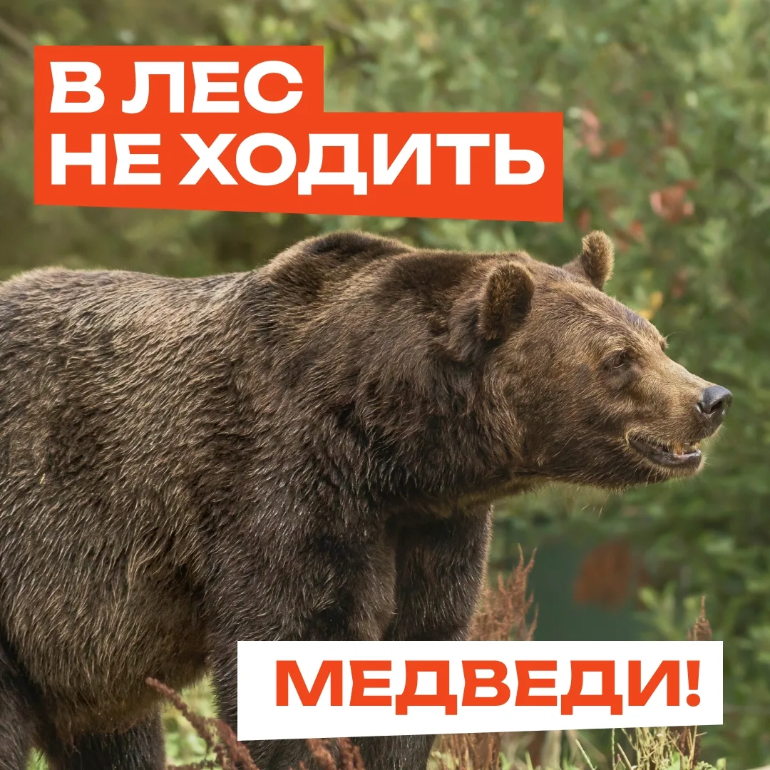#длявсегокрая В лес не ходить! Там медведи!
