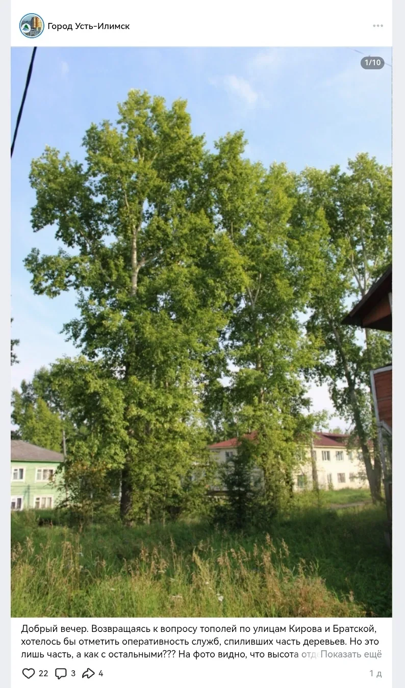 О недоспиленных тополях на «деревяшках» 🌳