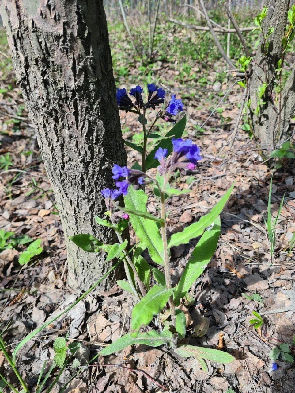 Что сейчас цветёт и плодоносит в Шарташском лесном парке 🌿