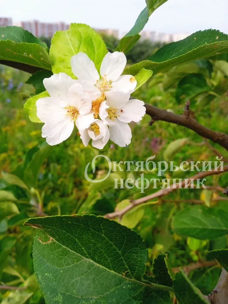 🌸 В июльскую жару в Октябрьском зацвела яблоня 

Веточка дикой яблони на пустыре рядом с парком «Со