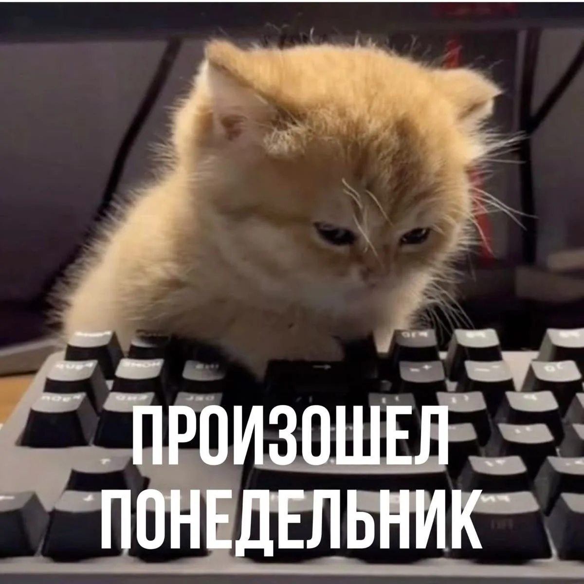 Всех с новой рабочей неделей!