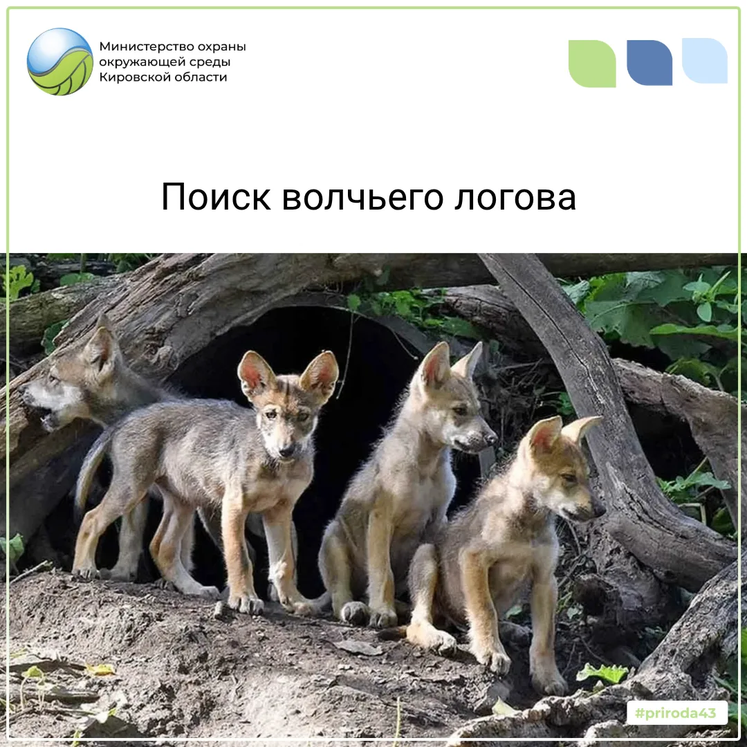 Поиск волчьего логова
