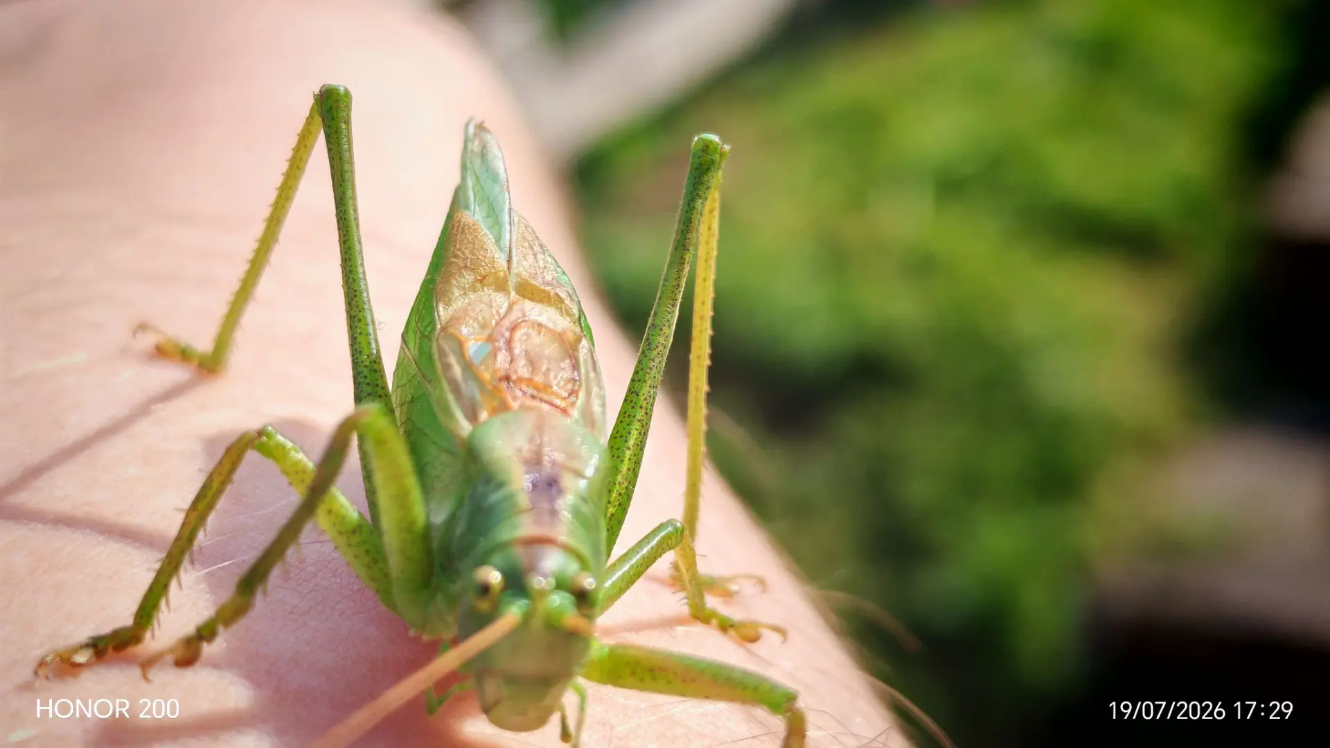 Tettigonia cantans кузнечик певчий. Визуально он похож на своего собрат по роду Tettigo...