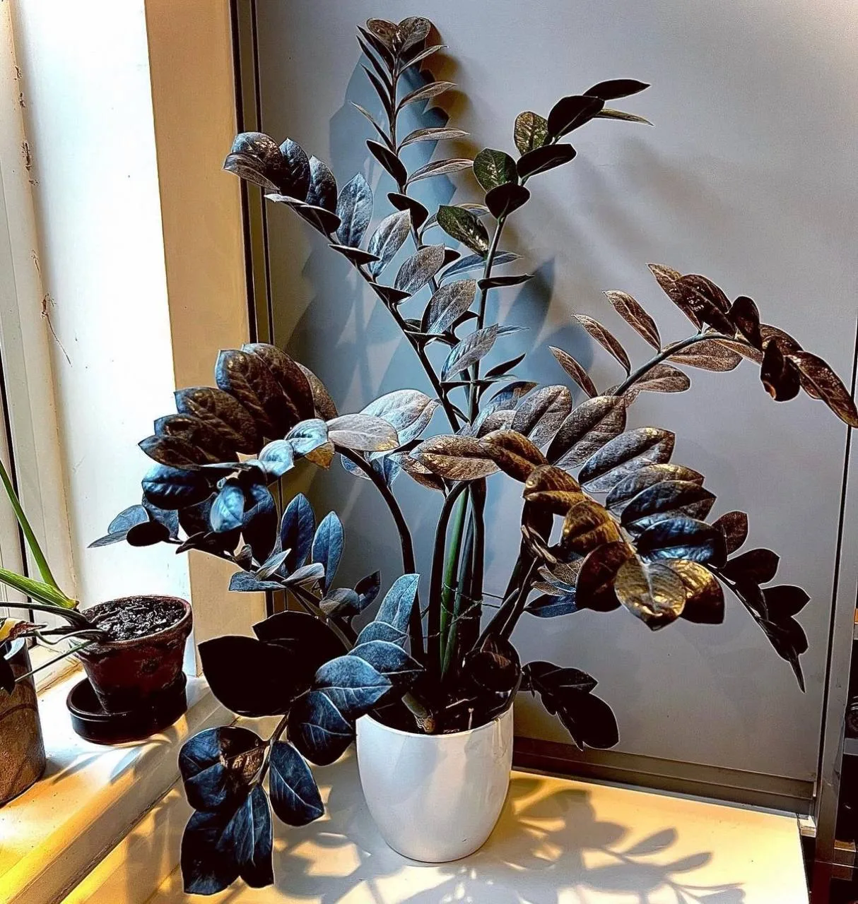Замиокулькас Замифолия Равен (Zamioculcas Zamifolia Raven)🌿