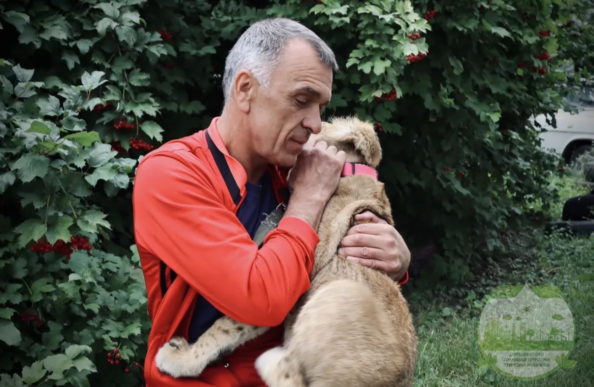 🦁 Продолжение фотосессии нашей львицы Симы перед отправкой в Ярославль!