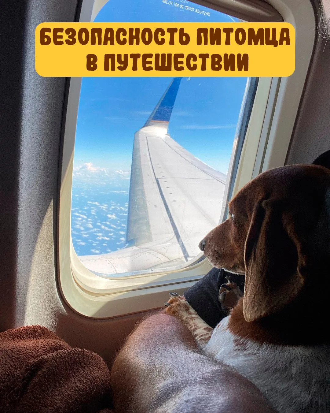 Безопасность и комфорт: как путешествовать с питомцами 🌏