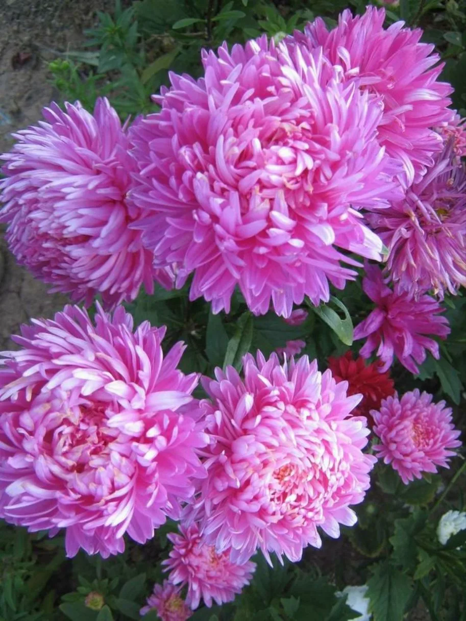 🍃💖🍃💖🍃💖🍃💖🍃💖🍃💖🍃