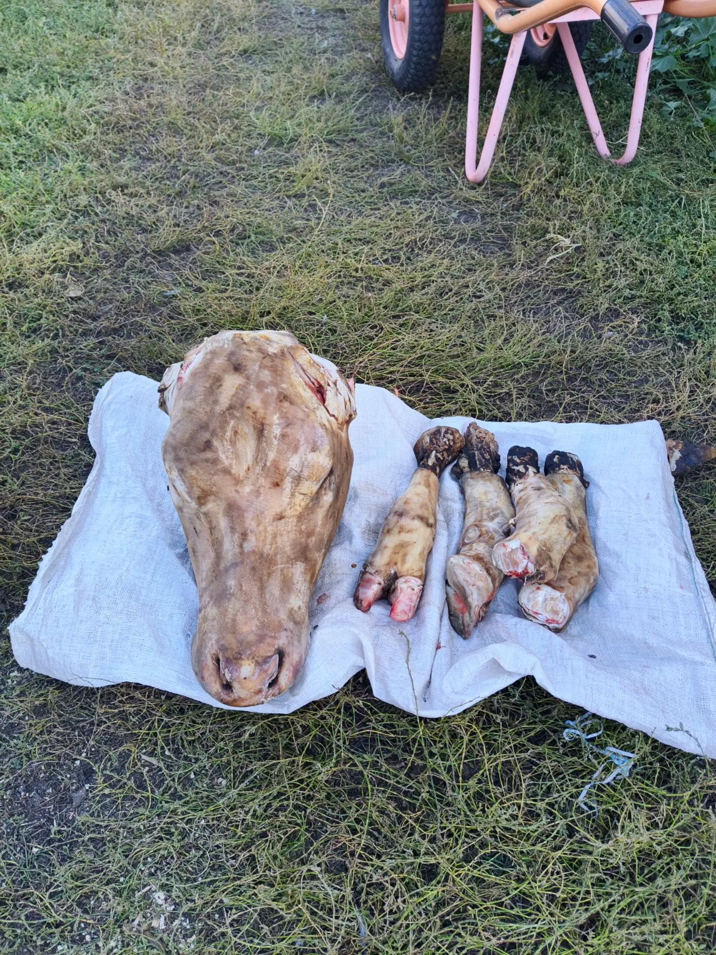 Модой телки с языком, могу привезти Саракташ завтра, 89373110531 , цена 2,5