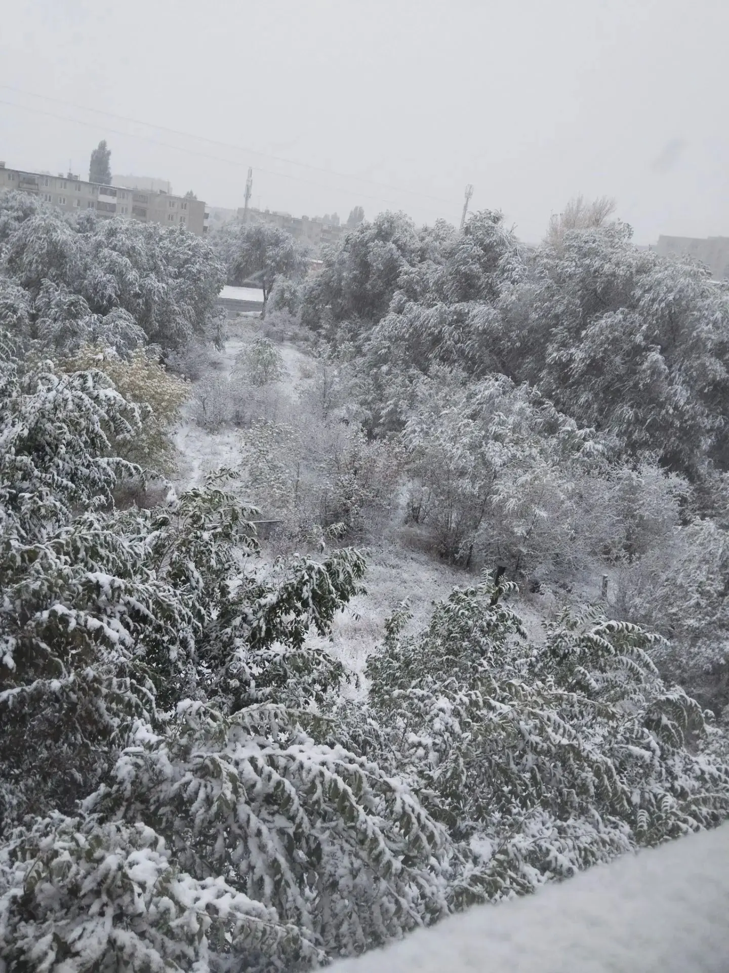 Снежок 🥰