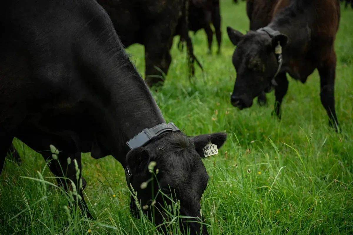 🐮 ИИ начали ставить даже на коров — и стартап уже стоит $2 млрд