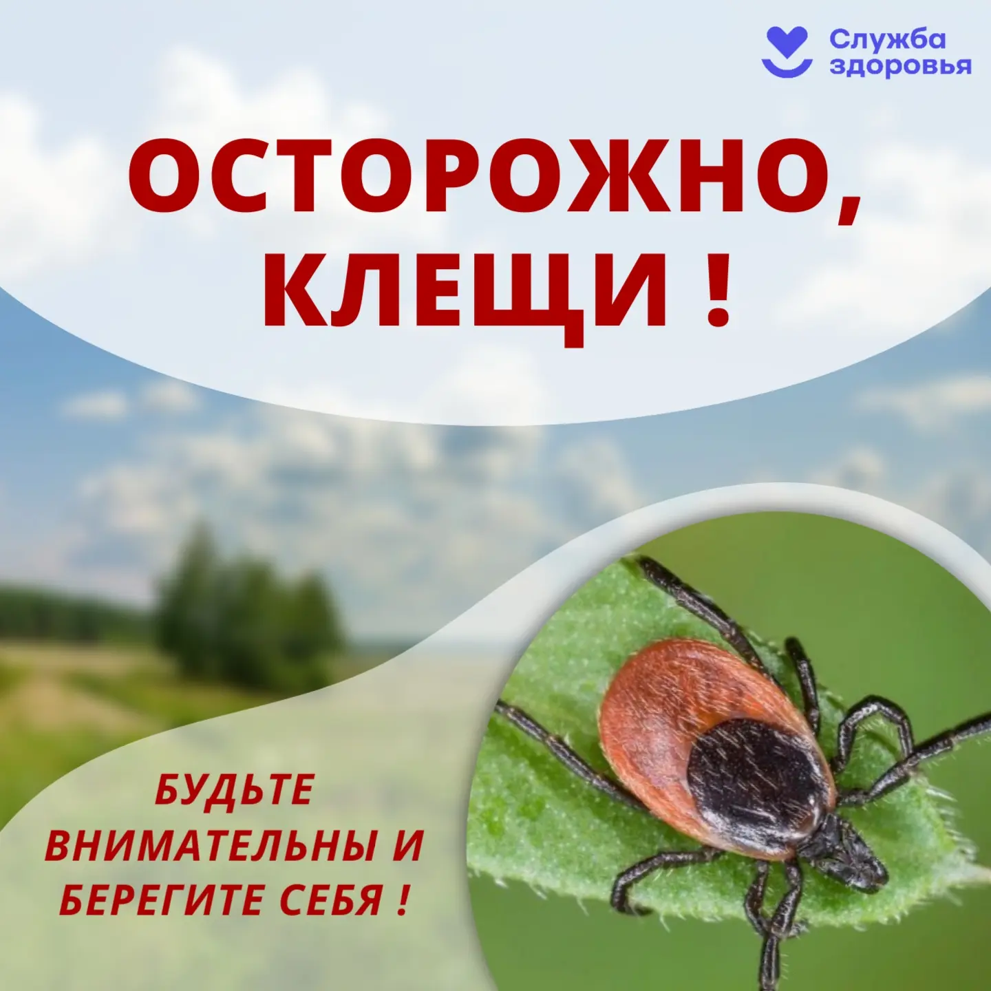 📌Клещи и клещевой энцефалит: что важно знать?