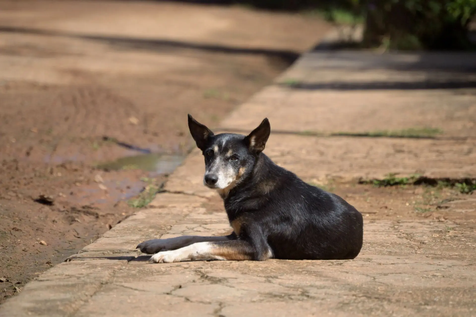 🐕 Куда сообщать о безнадзорных собаках в Южно-Сахалинске и на дачах