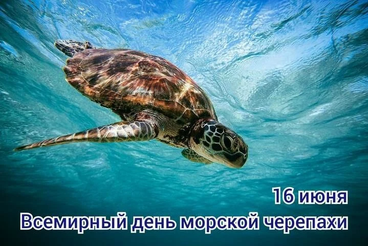 Ежегодно 16 июня во всем мире отмечается Всемирный день морской черепахи (World Sea Turtle Day). Это