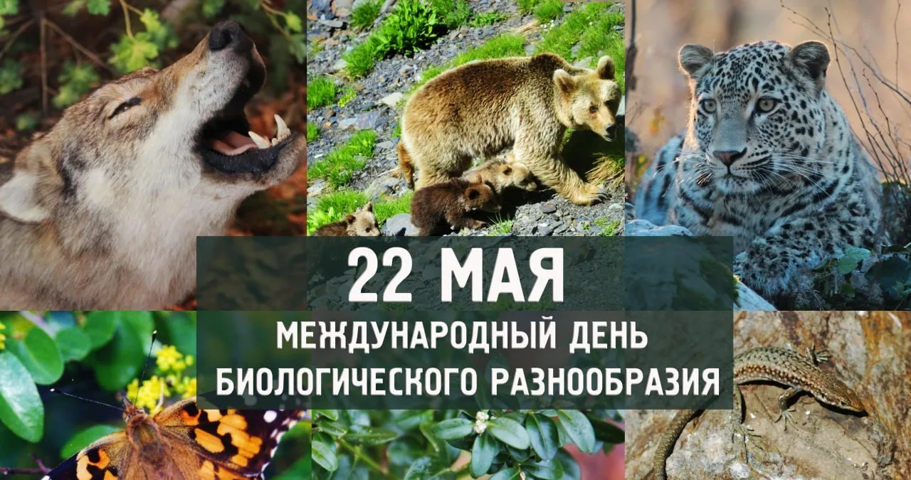 🌿 Сохраняйте природу: 22 мая — День биологического разнообразия 🌍  Сегодня мир напоминает о важности