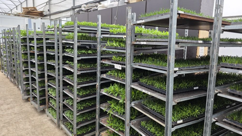 Сегодня в питомнике — мультиплаты пошли в отгрузку🌱