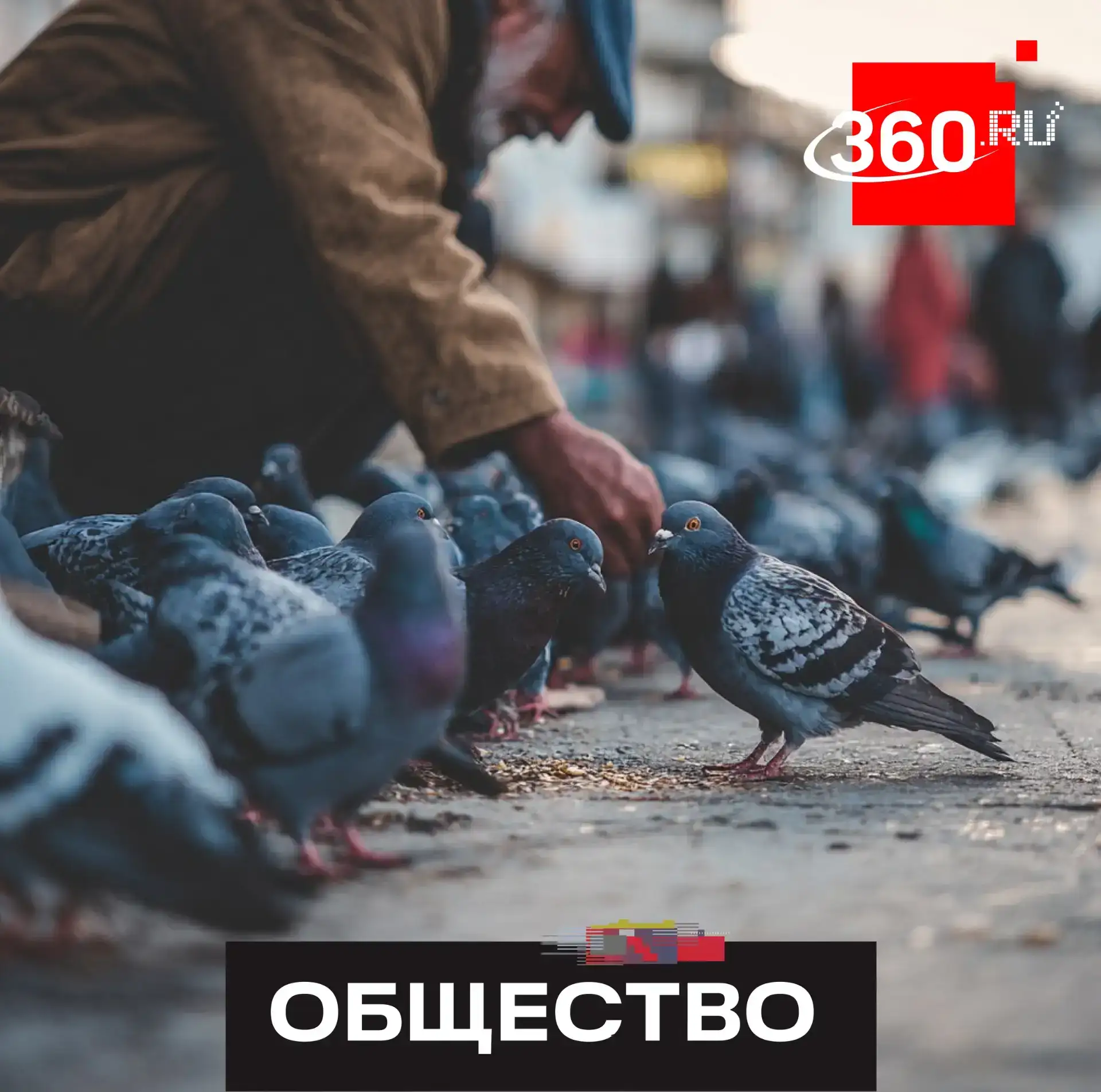 Россиян будут штрафовать за кормление голубей у дома. Можно лишиться 3 тысяч рублей, а ...