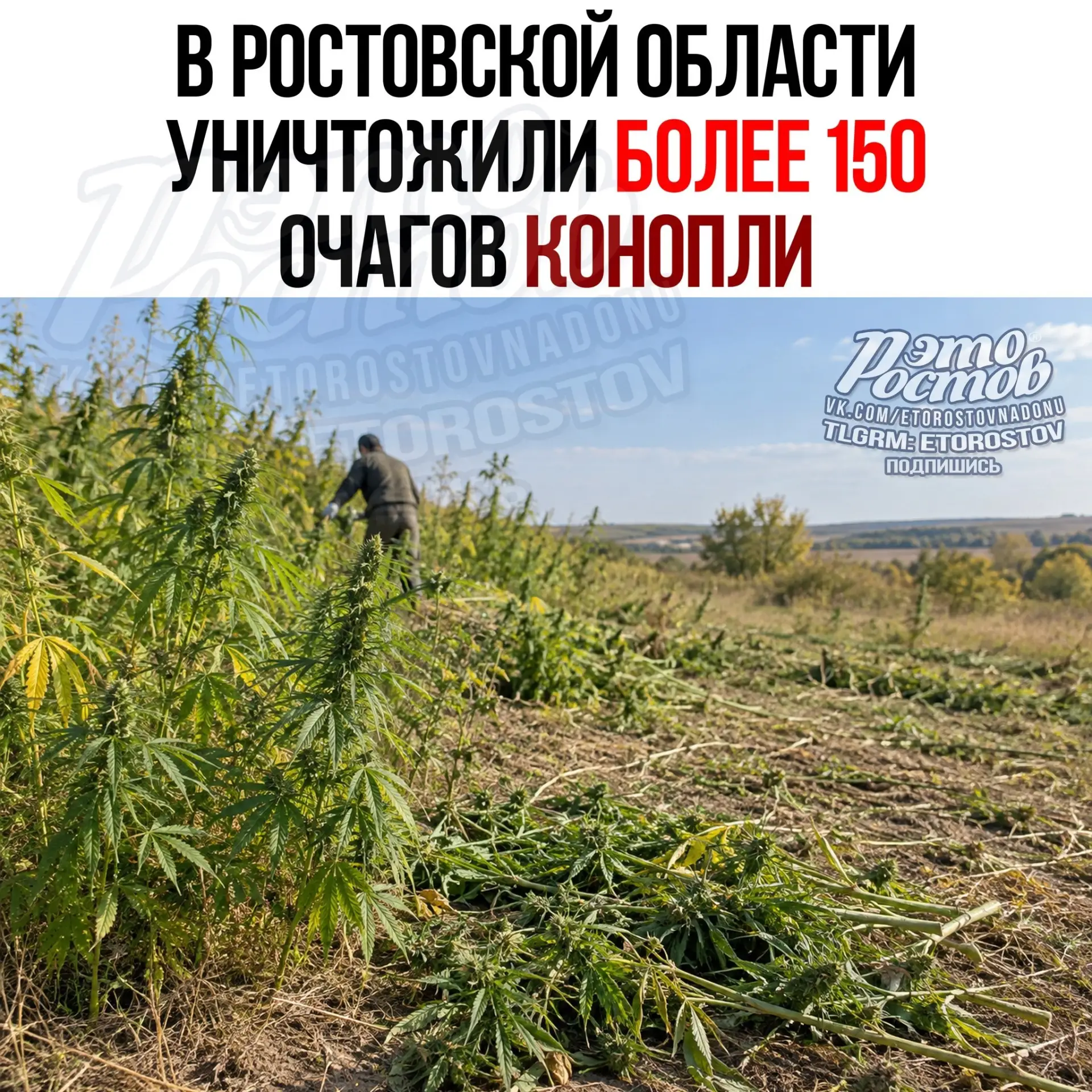 🌿 В Ростовской области за 10 дней вычистили более 150 очагов конопли