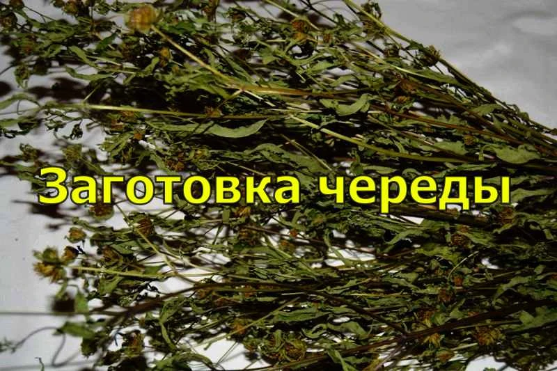 Череду собираем до момента бутонизации.