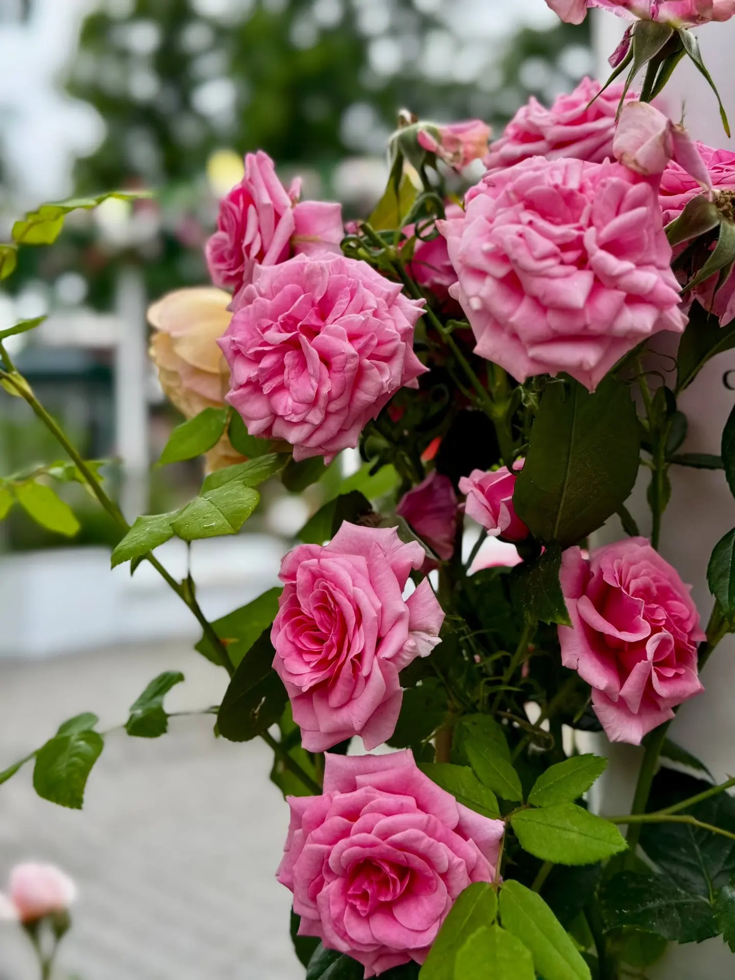 💐 Немного цветочной нежности, чтобы день стал светлее.