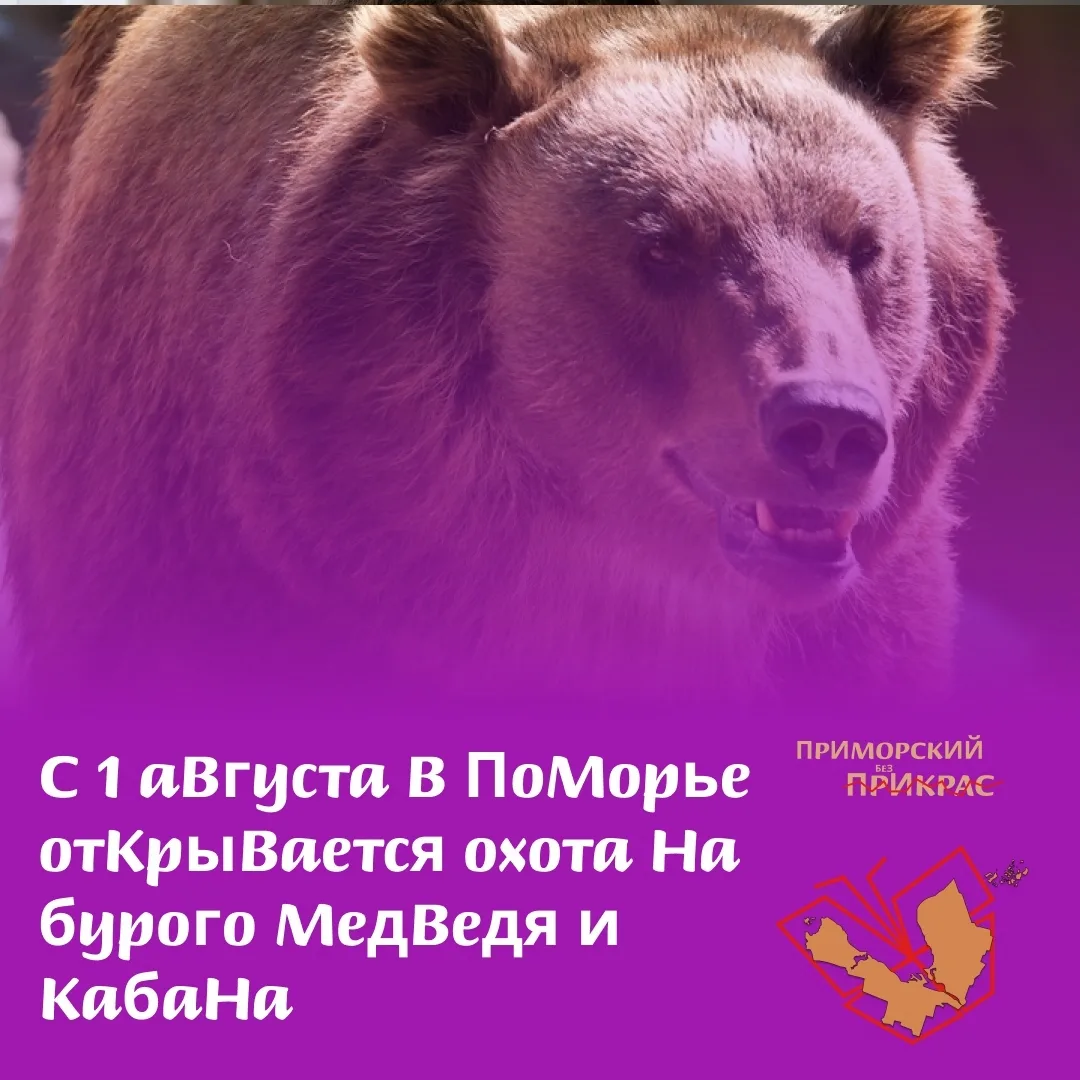 🌲 Охотничий сезон на медведя и кабана открыт в Архангельской области