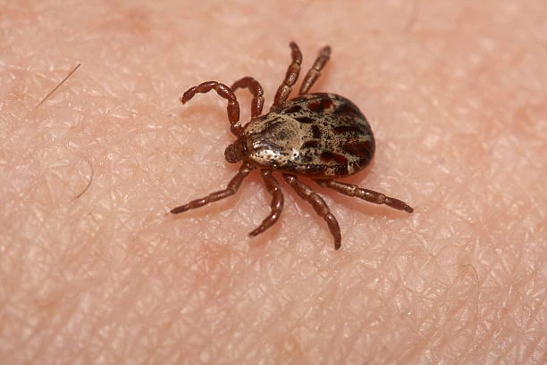 Клещи не дремлют: в Курганской области уже зафиксированы опасные инфекции

По состоянию на 11 июня в