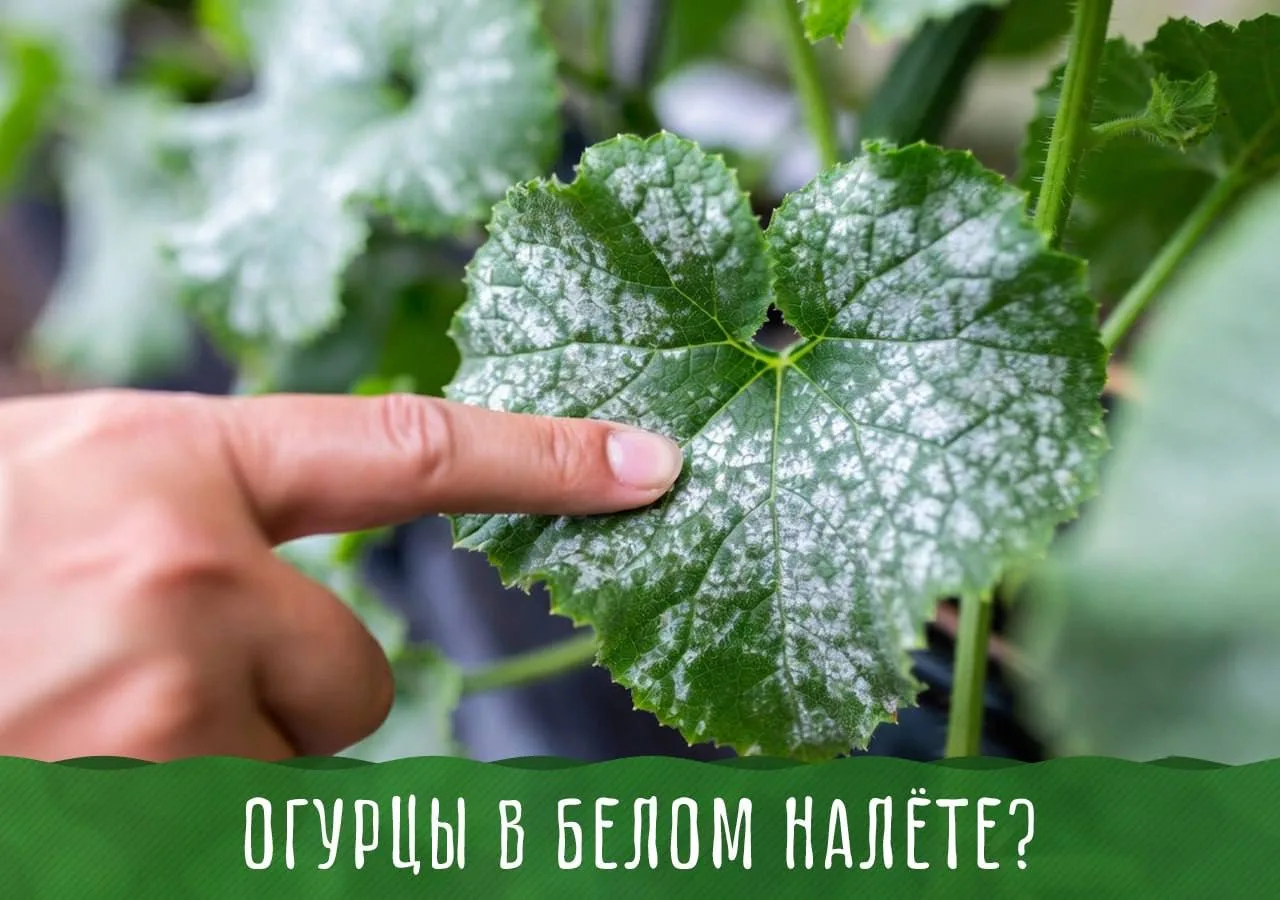 Как спасти огурцы от мучнистой росы 🥒
Действуйте быстро — и урожай будет до самых заморозков.

✅ Пр