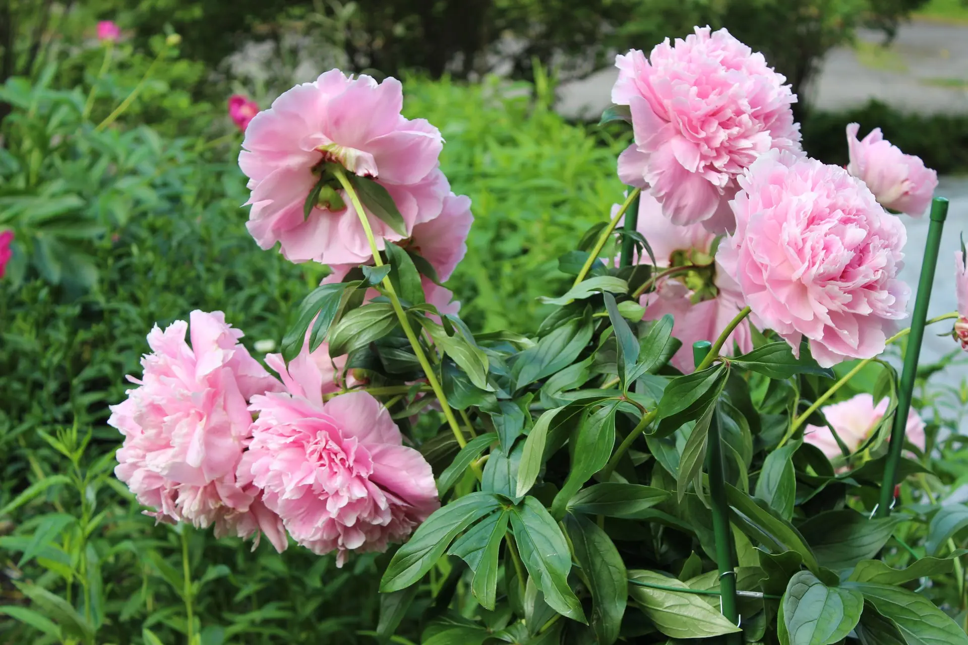 Доброе утро, регион! 🌸