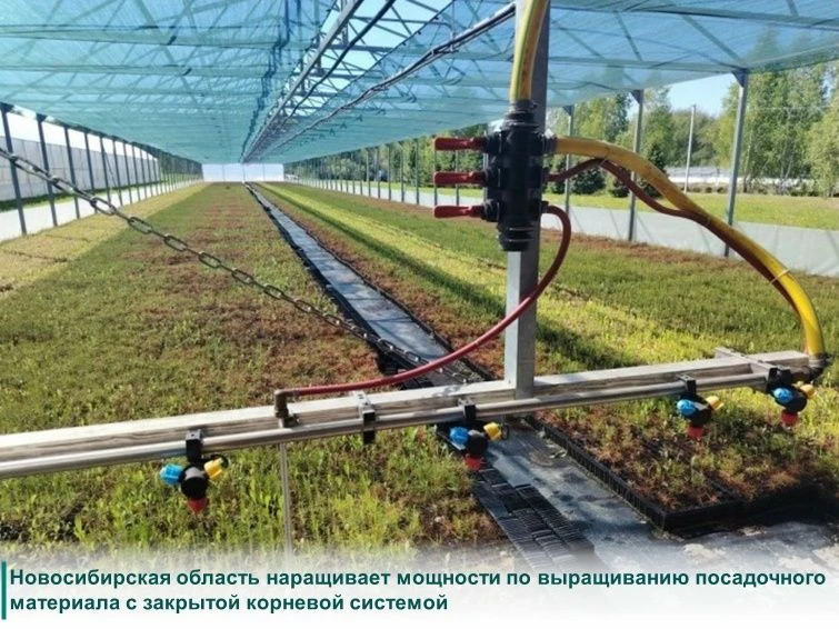 В регионе набирает обороты «зелёная» революция: арендаторы лесных участков и лесхозы все чаще перехо