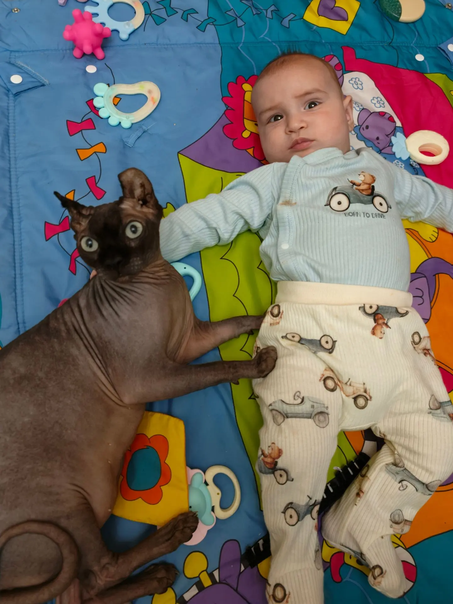 Хочу восхититься породой сфинксов! 🐾🤍