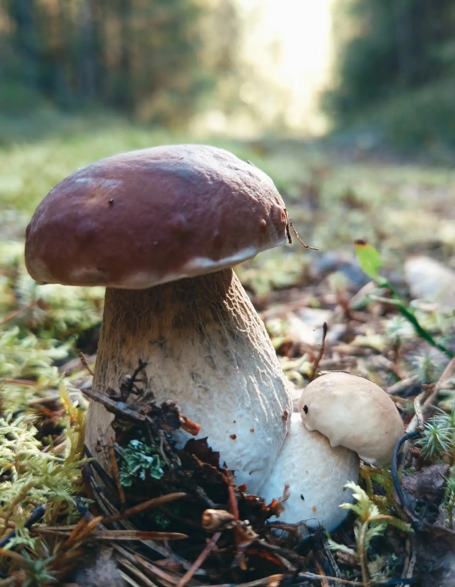 Грибной сезон в самом разгаре 🍄‍🟫