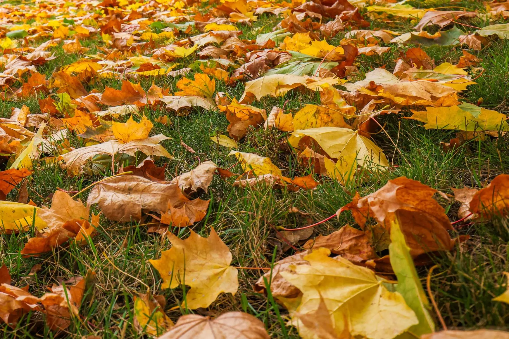 🍁🍂🍃 Листья, листья, листья! Вот и лег осенний покров, и вспоминаются строки поэта.
