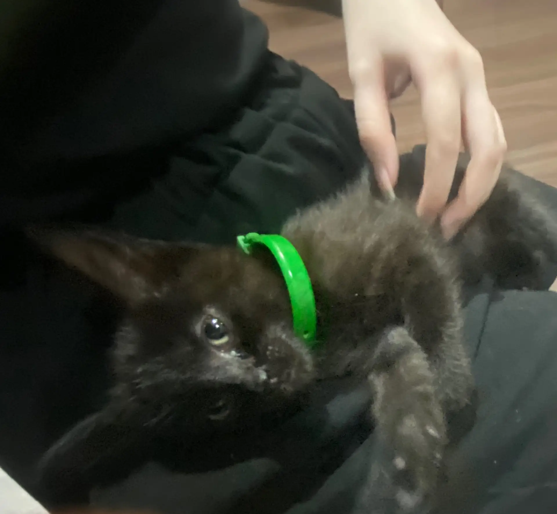 Пропал котенок мк Западный пожалуйста если найдете позвоните по номеру +7 930 976 3764
