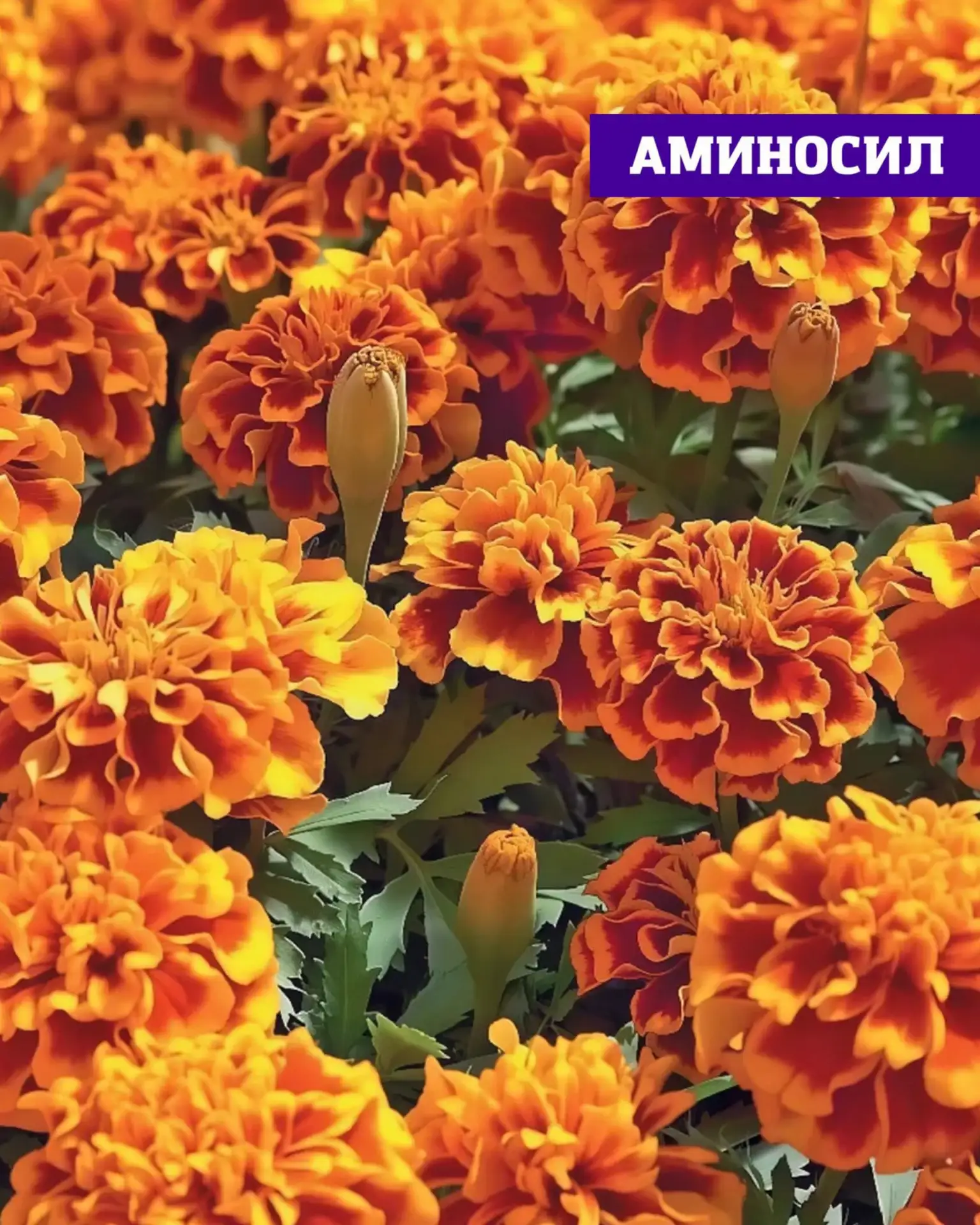 Бархатцы — это не просто «простые цветы», а настоящая находка для участка 🌼  Они украшают грядки, от