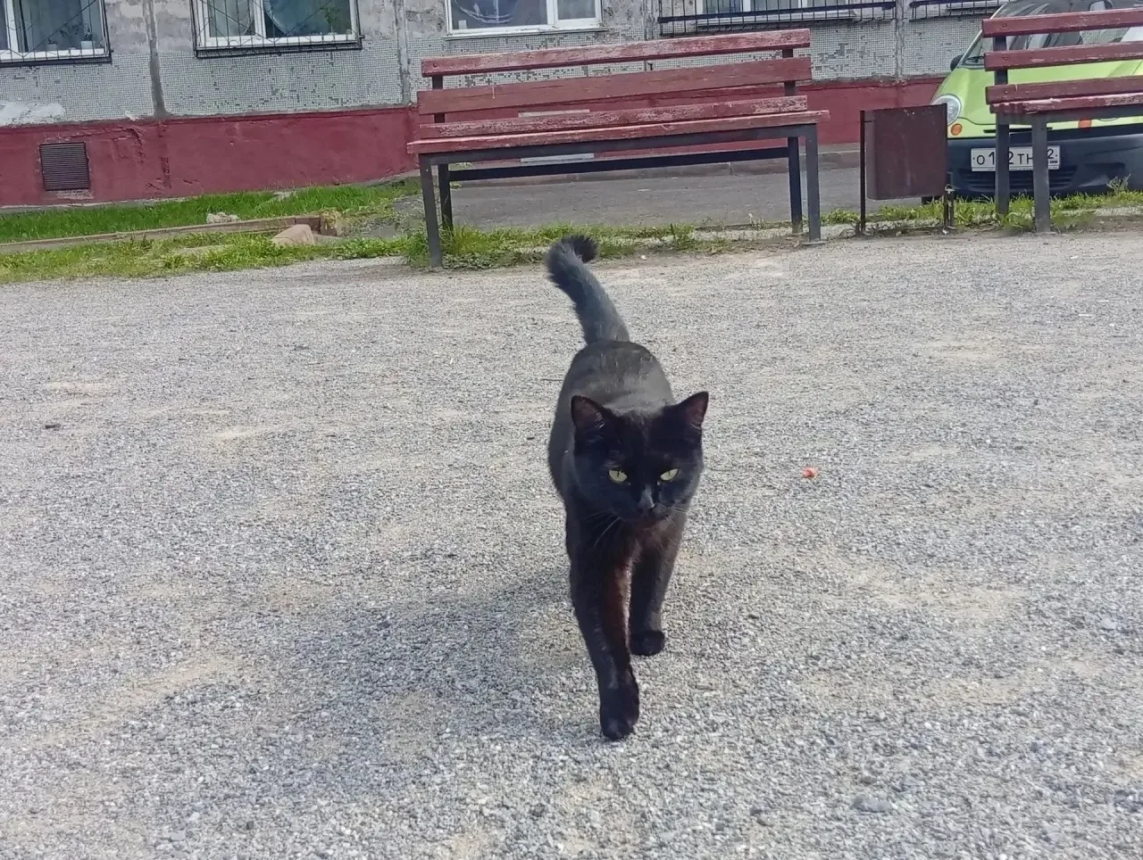 Котик несколько дней живет по дворах на пр.Октябрьский. Кто потерял?  89609279992