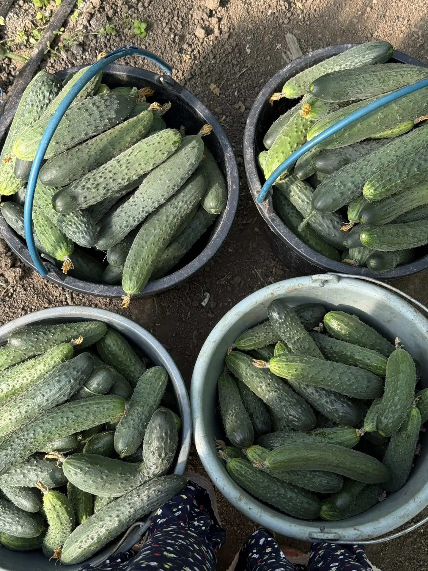 Огурцы собрала, похвалила из-за стойкость к неблагодарным условиям 🌱💪.