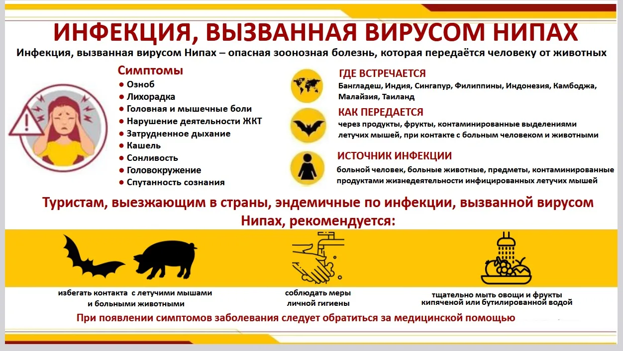 📢 Роспотребнадзор предупреждает: Инфекция, вызванная вирусом Нипах  Инфекция, вызванная вирусом Нипа