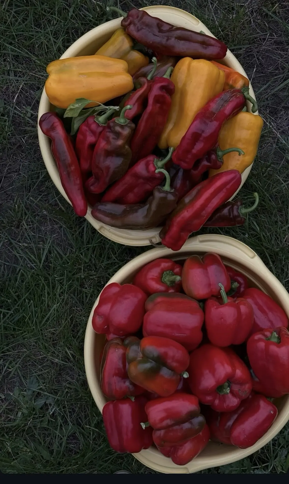 ❓Кто подскажет, что можно сделать на зиму из перца?