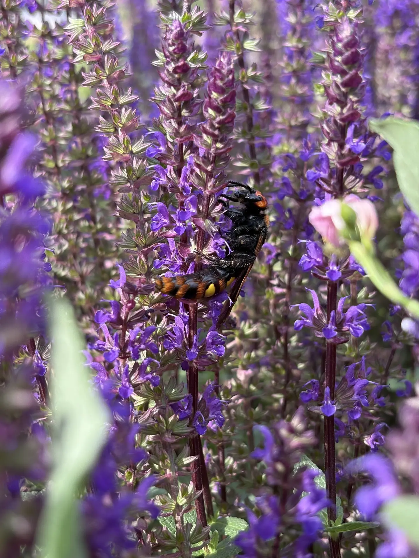 Сколии в питомнике 🐝
