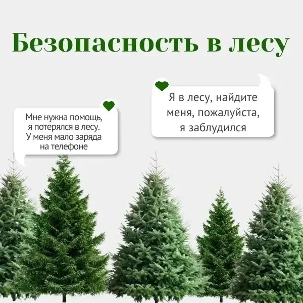 ☘️Отравляясь в лес, важно помнить о правилах безопасности — это поможет избежать опасны...