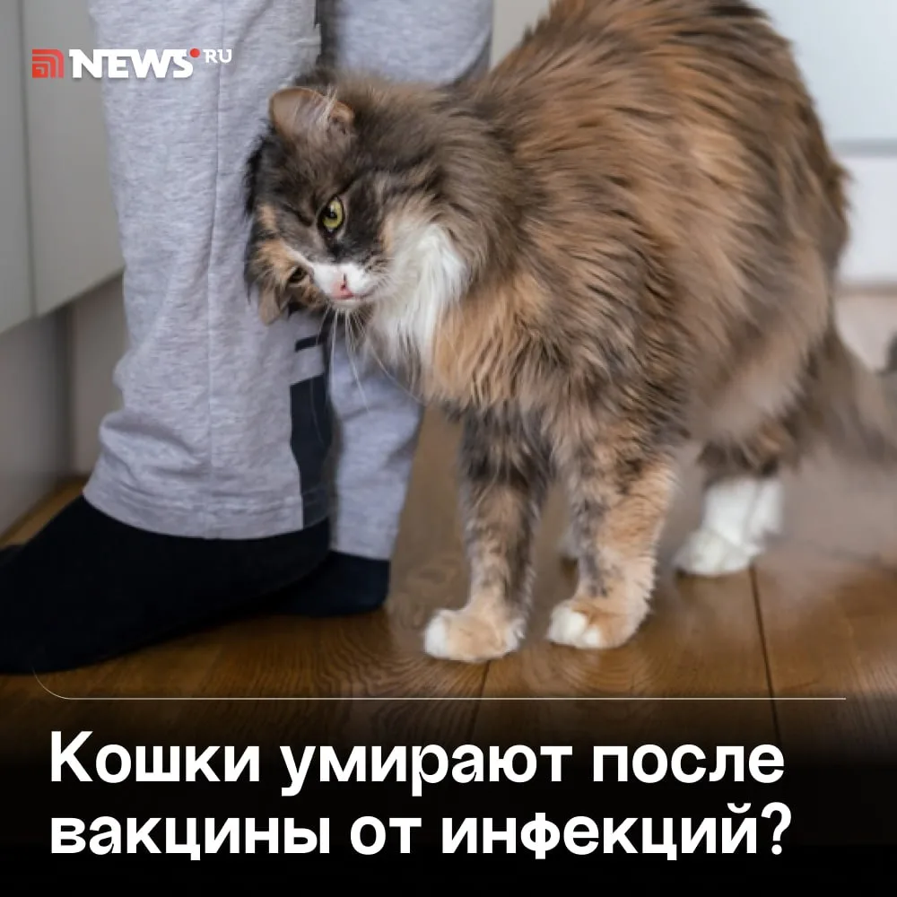 Кошка умерла после вакцинации «Мультифелом» в Москве.