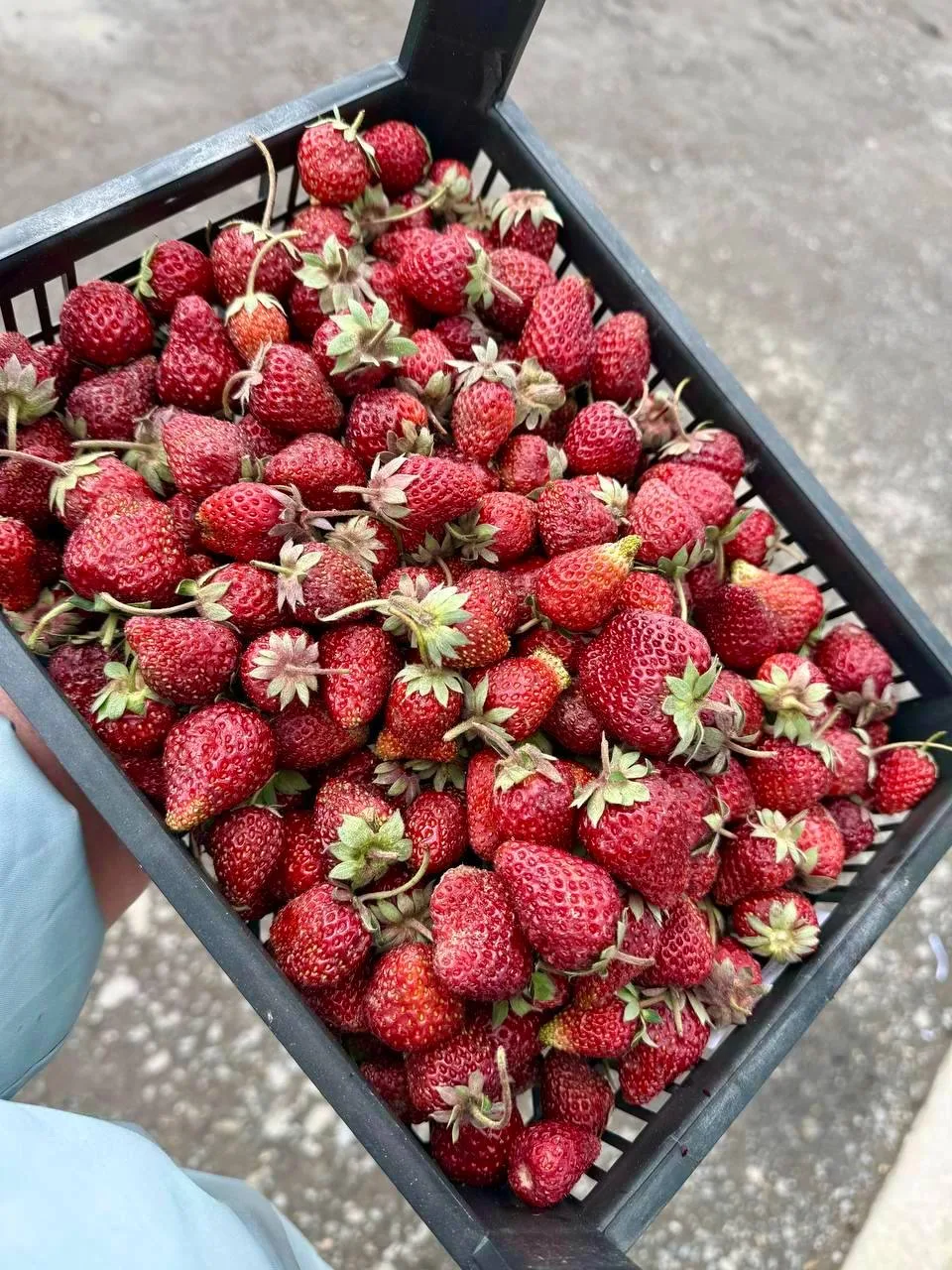 🍓 СЕГОДНЯ - СВОБОДНАЯ ПРОДАЖА 🍉  Ждём вас сегодня, 18.05, на свободной продаже 🤍 Можно приехать без 