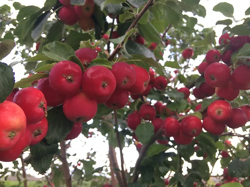 Яблоня может давать в 2 раза больше урожая 🍏

Но большинство просто подкармливают её «как попало»

