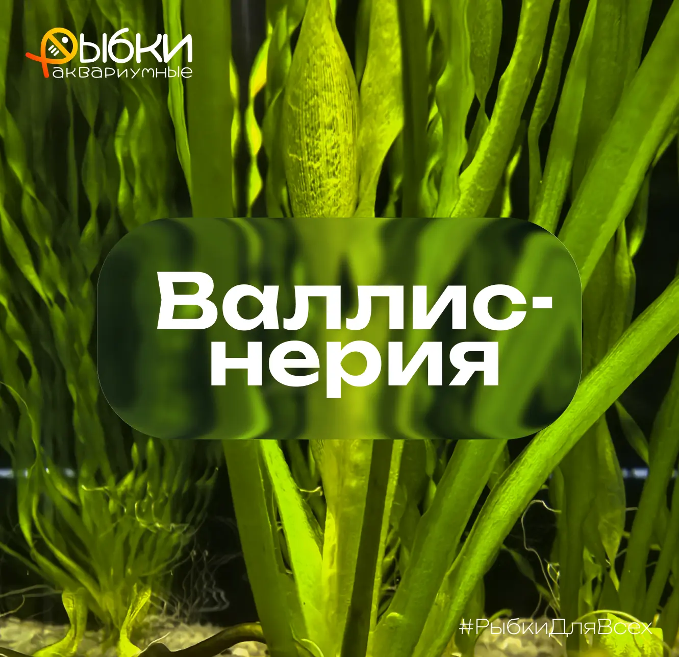 🌱 Неприхотливое растение, которое подходит всем — Валлиснерия!
