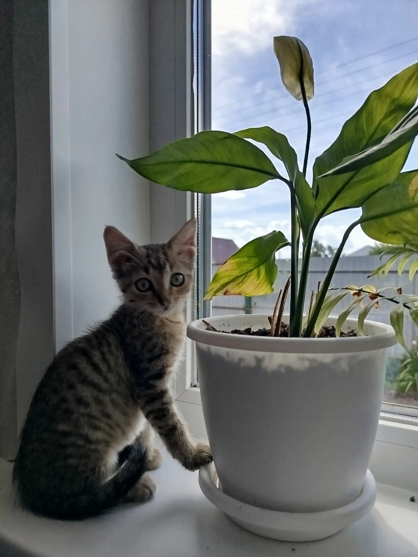💞Отдам в добрые руки💞 Девочка,приучена к лотку,кушает всё, ласковая и очень умная. Бесплатно стере