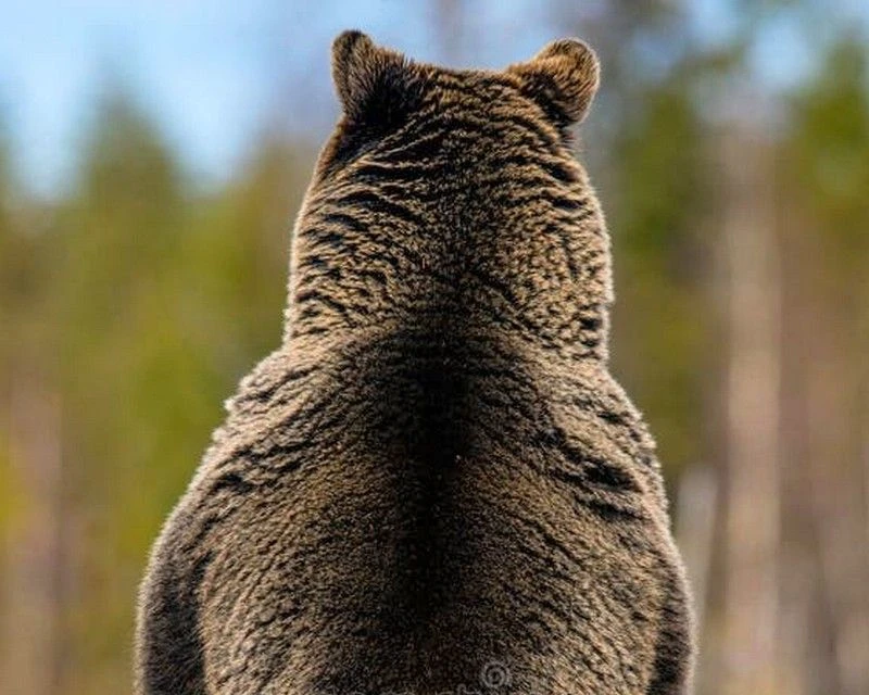 15 сентября полицейские застрелили медведя в Усть-Илимском районе 🐻❌