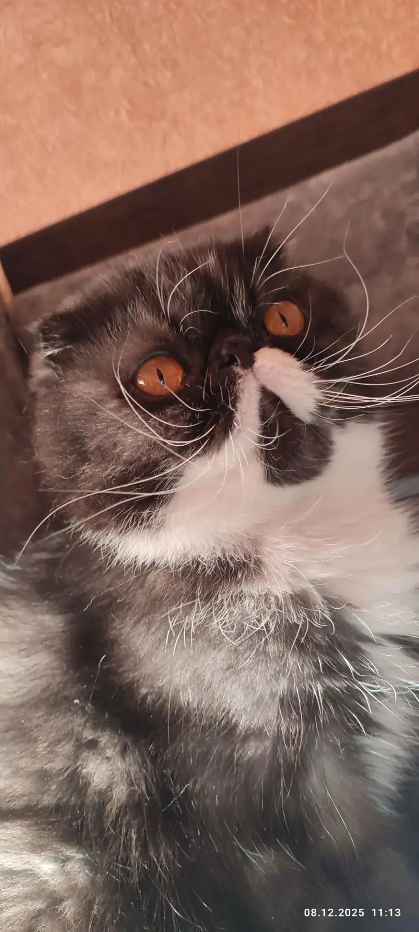 🐈 Кот Кузя