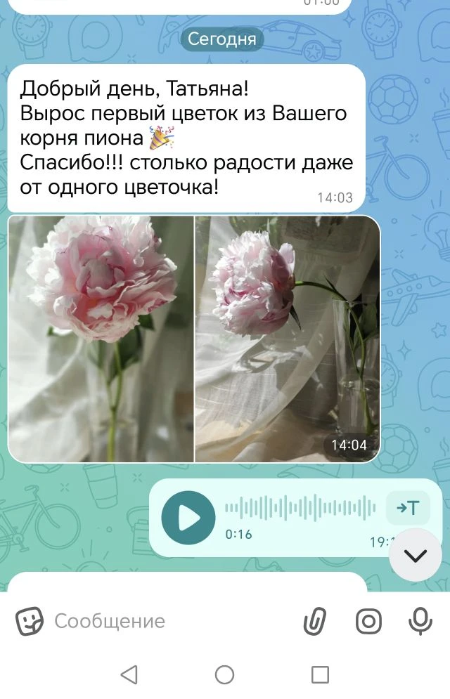Отзыв о пионе. Зацвёл в первый же год 😍
Как же приятно было читать.
Я аж прочувствовалась😍